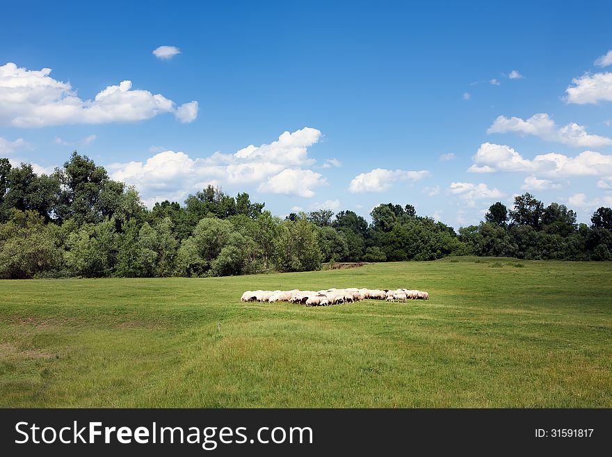 Herd Of Sheep On Beautiful Meadow