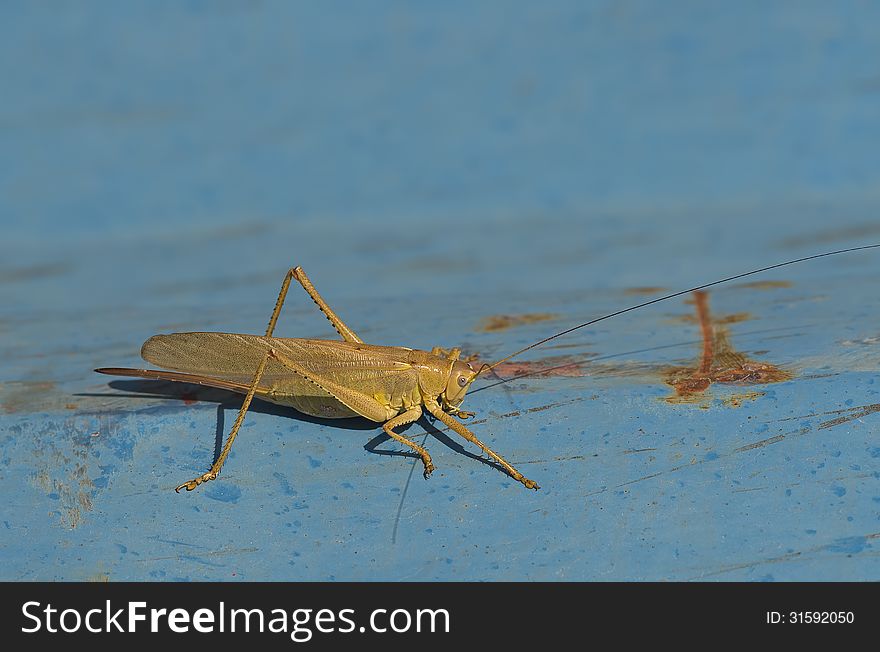 A grasshopper on a blue surface