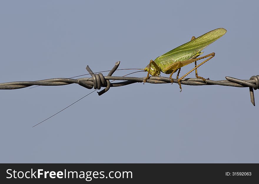 Grasshopper on Barbed Wire