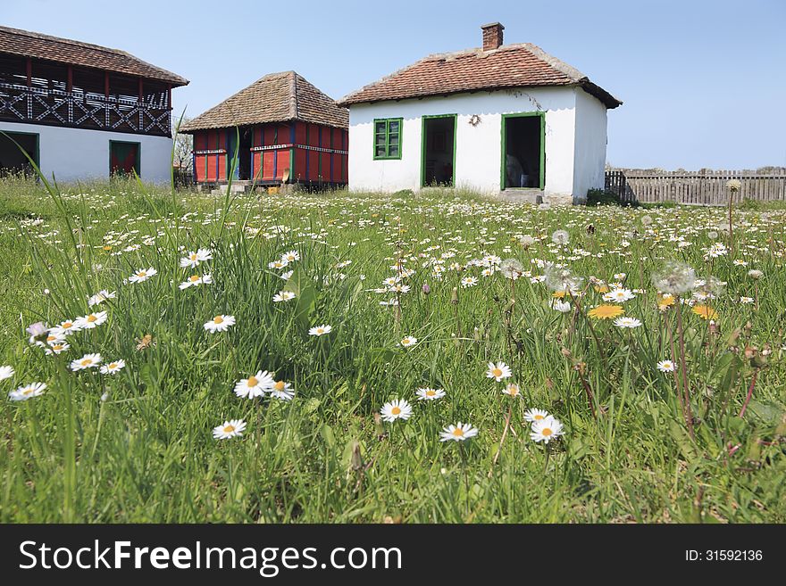 Rural Household In The Field Of Daisies