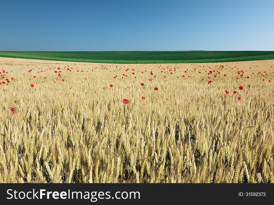 Wheat Field With Poppies.