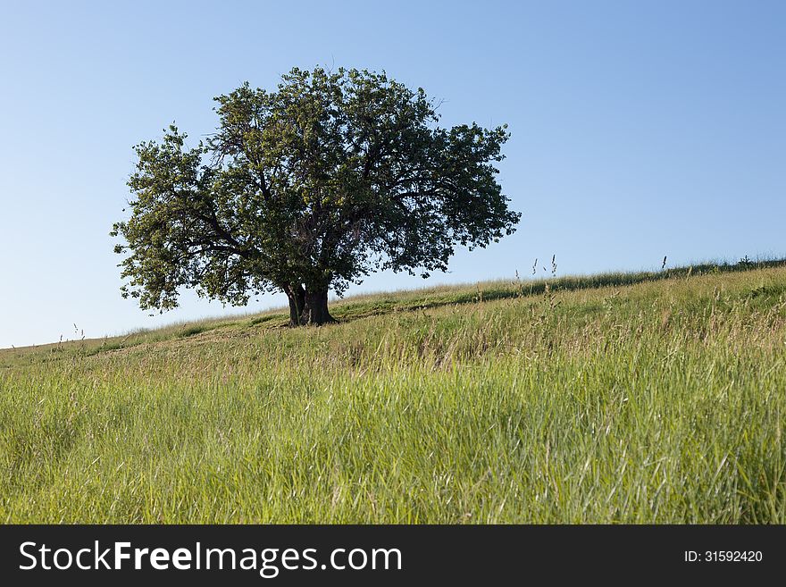 Solitary tree on hillside