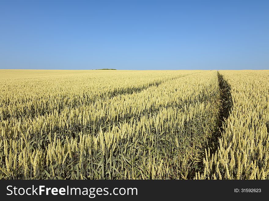 Wheel Track Through A Field Of Wheat