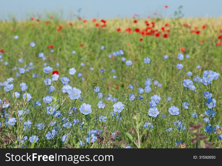 Wild flowers in a field of wheat