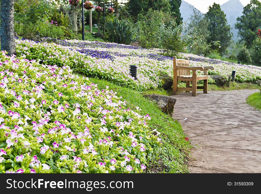 Wishbone Flower ( Torenia Fournieri Lindl ) the park is full of flowers. Wishbone Flower ( Torenia Fournieri Lindl ) the park is full of flowers