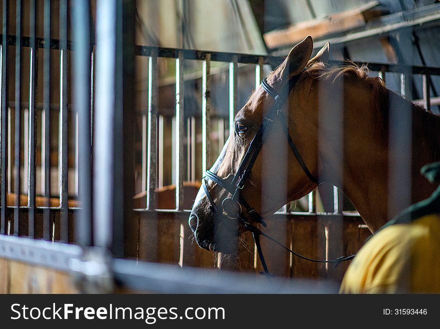 Head of the brown horse closeup in stable for horses. Head of the brown horse closeup in stable for horses