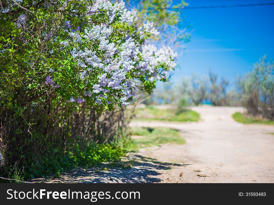 Landscape with white lilac bush and blue sky. Shallow depth of field