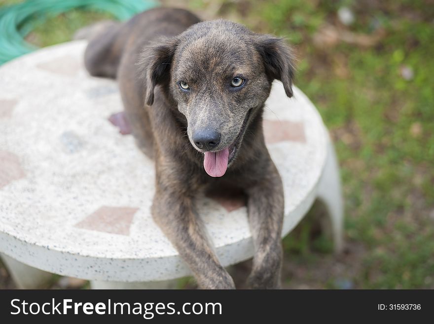 Dog lie down on outdoor desk