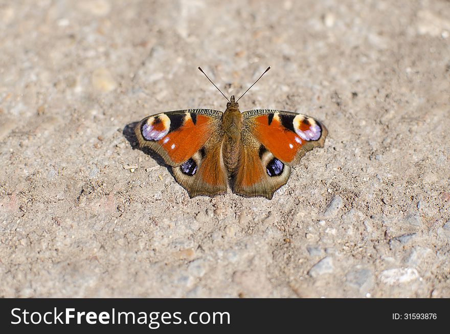 Butterfly (Inachis io) on a rock. Butterfly (Inachis io) on a rock