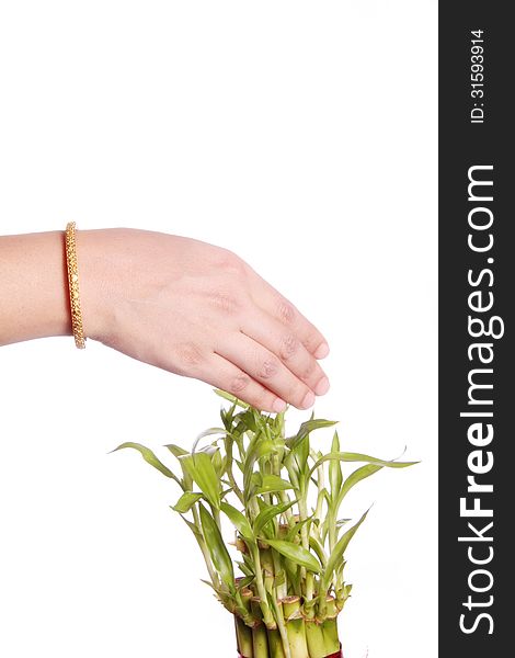 Woman's hand wearing gold bangle , touching the plant leaves , isolated against white background. Woman's hand wearing gold bangle , touching the plant leaves , isolated against white background.