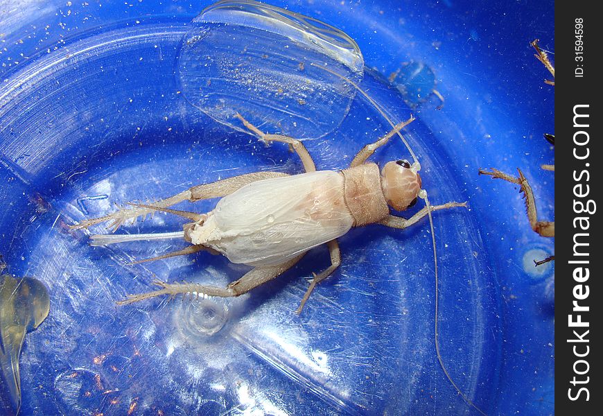 Female of Silent Cricket just got to adult stage