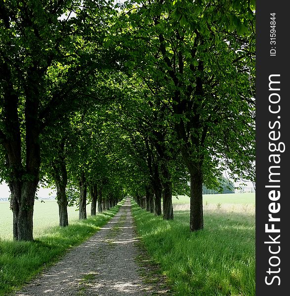 Wooden Alley In Spring