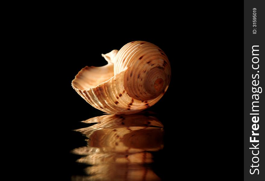 Bowl of a mollusc on a dark background with reflection. Bowl of a mollusc on a dark background with reflection