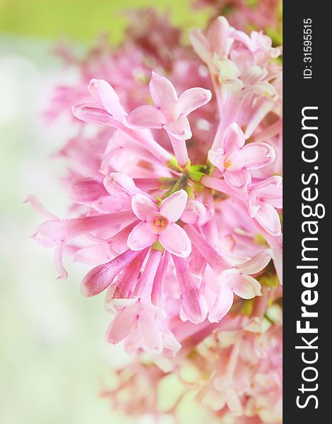 Pink scented flowers on a bokeh background. Pink scented flowers on a bokeh background