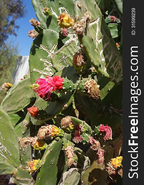 Close up on the colorful flowers of a cactus. Photo taken in west africa. Close up on the colorful flowers of a cactus. Photo taken in west africa.