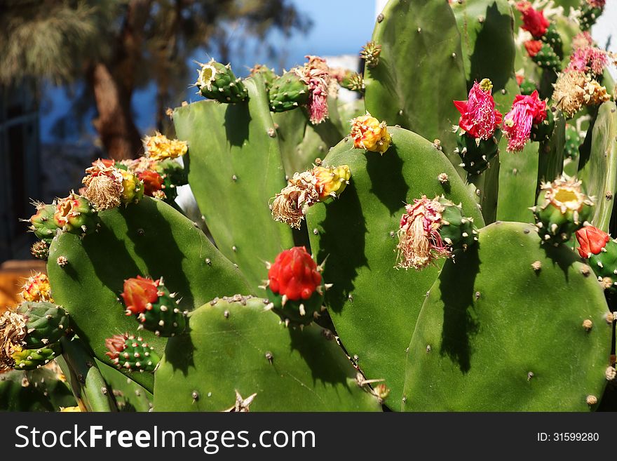 Cactus Flowers