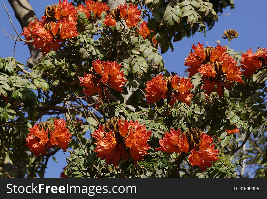 Close up on the flowers on an african tulip tree