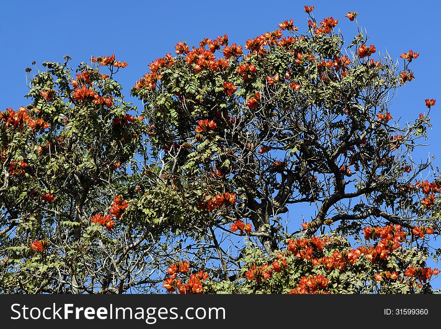 Close up on the flowers on an african tulip tree