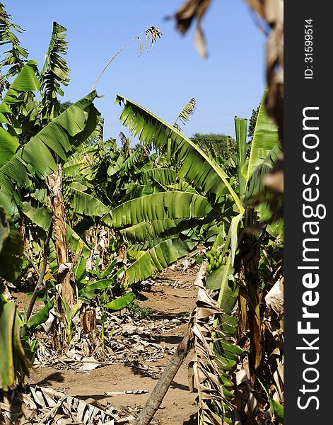 Banana plantation in west Africa.