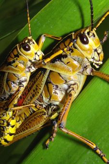 Grasshoppers Caught In The Act Stock Image