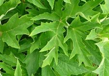 Green Leaves Stock Images Green Leaves Stock Images