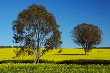 Trees On Canola Field Stock Photography Trees On Canola Field Stock Photography