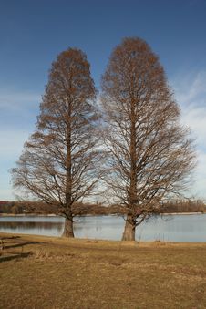 Two Trees Royalty Free Stock Photography