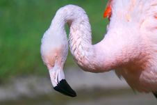 Chilean Flamingo Royalty Free Stock Photography