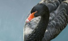 Black Swan Stock Photography Black Swan Stock Photography