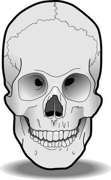 Human Skull Stock Photos Human Skull Stock Photos