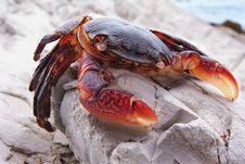 Crab Royalty Free Stock Images
