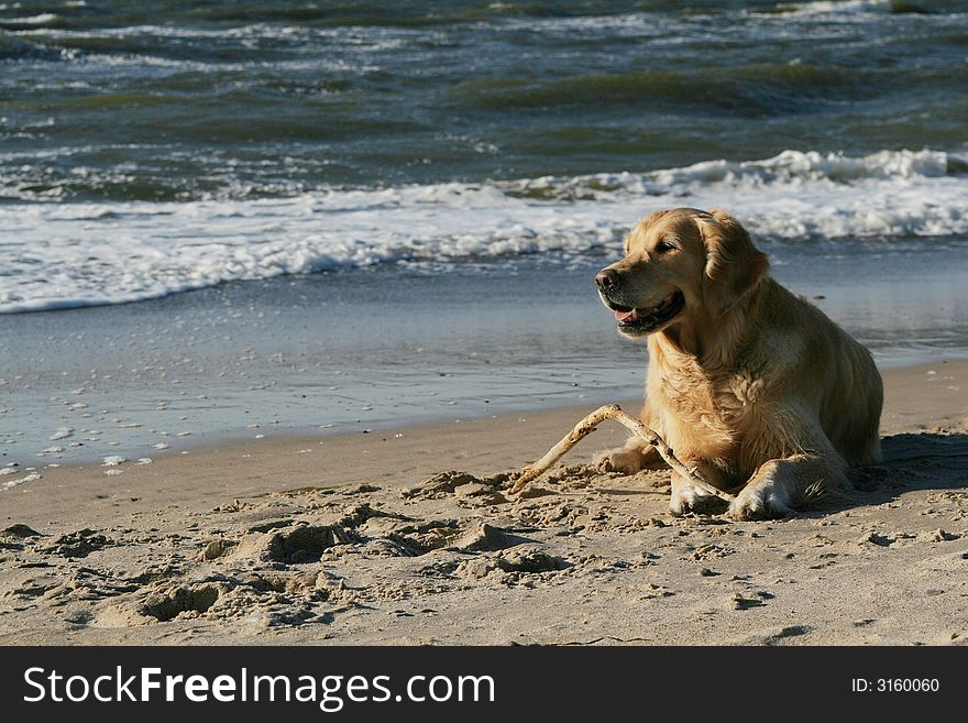 A dog pretending his stick on the beach. A dog pretending his stick on the beach