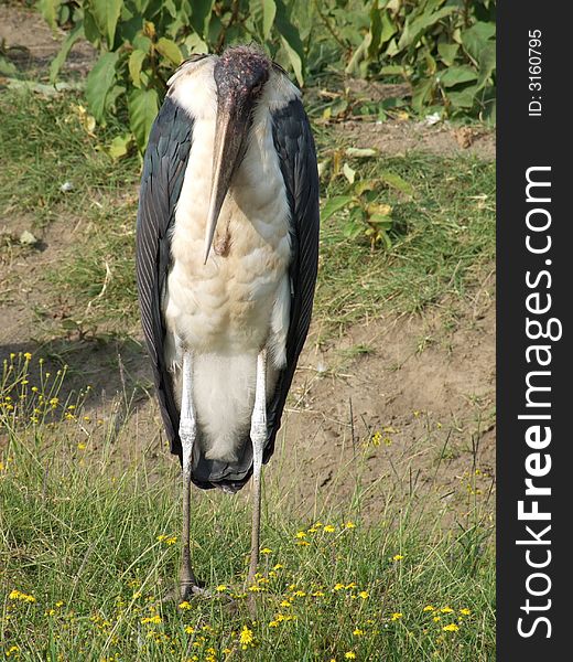 Marabou stork in Nakuru National Park (Kenya)