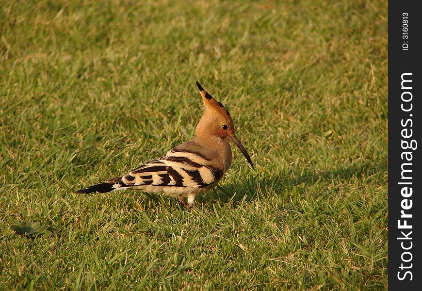 Hoopoe In A Grassland