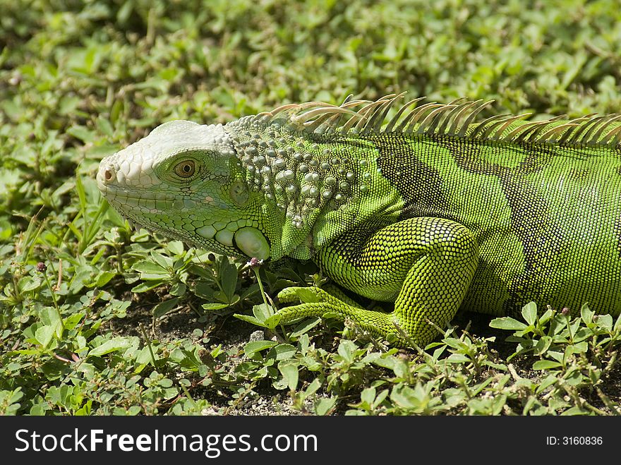 A Green Iganua crawls on the grass at Founder's Park in the Florida Keys