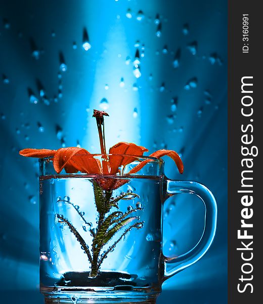 Flower in a glass, drops on a background