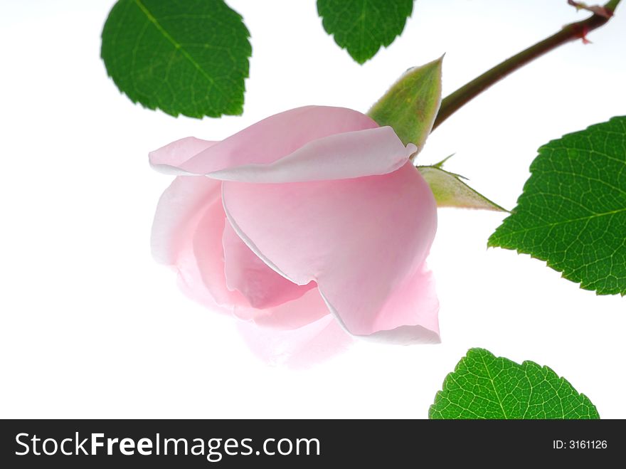 Close up of pink rose