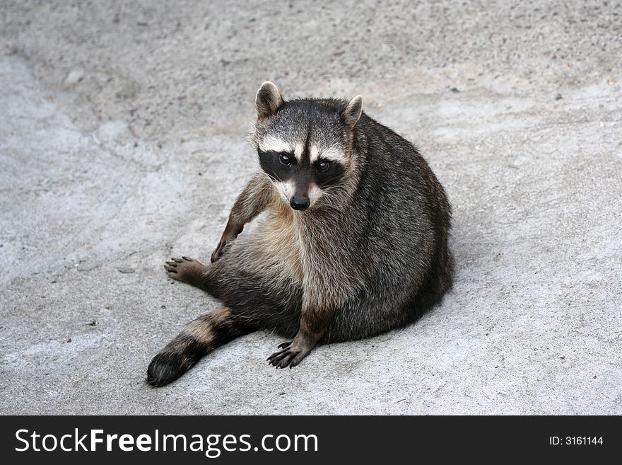 Raccoon sitting on the floor