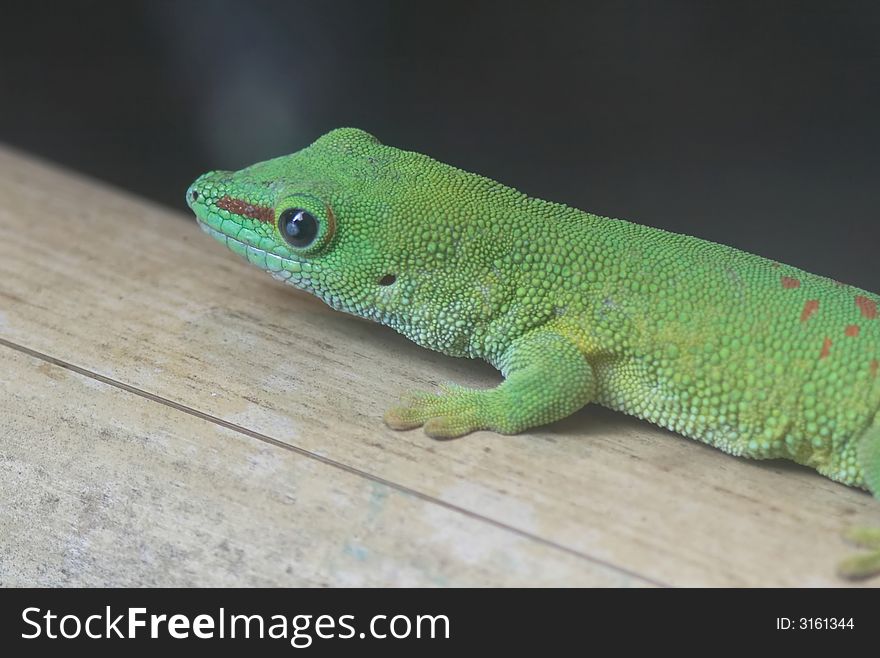 A giant Madagascar day gecko photographed in a zoo.