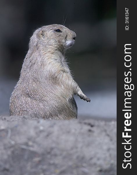 A prairie dog keeps a watchful eye out for danger.