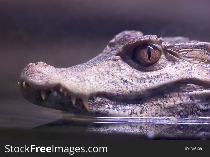 Profile of a dwarf caiman in a zoo.