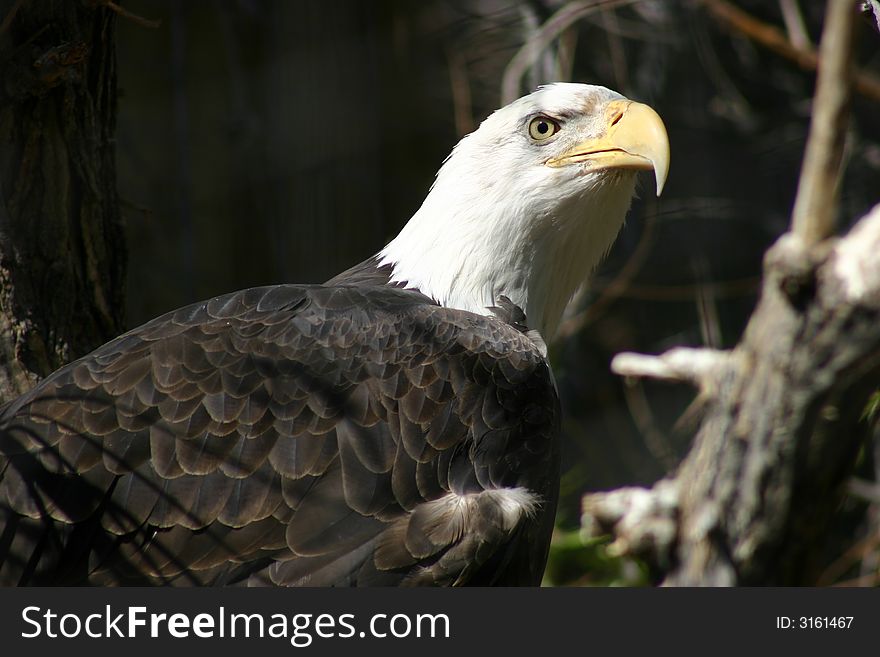 Bald Eagle Haliaeetus leucocephalus getting an eye on me. Bald Eagle Haliaeetus leucocephalus getting an eye on me.