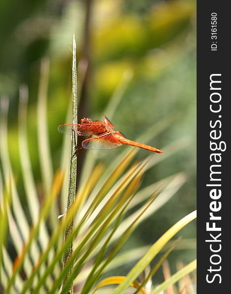 Red Skimmer Dragonfly on hugging a palm tree. Red Skimmer Dragonfly on hugging a palm tree.