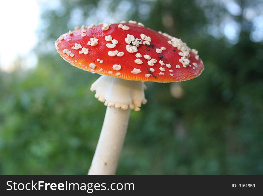 Red mushroom fly-agaric in forest. Red mushroom fly-agaric in forest