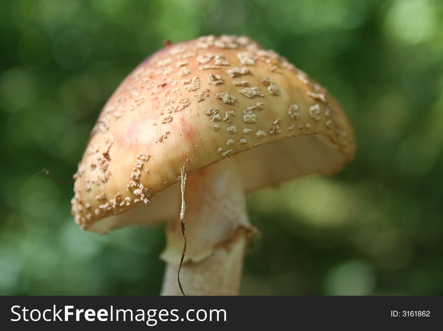 Mushroom yellow fly-agaric in forest