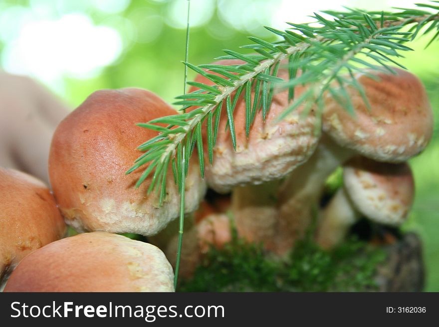 Mushroom on the tree,summer,forest