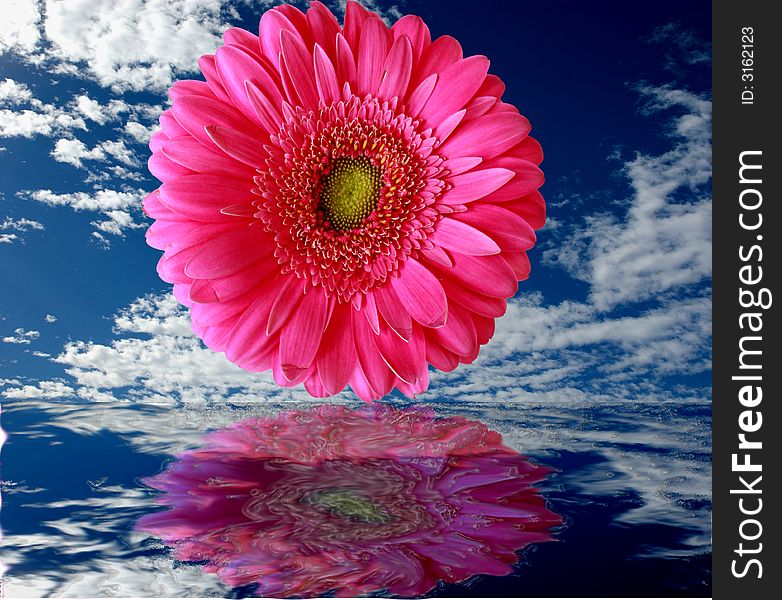 A flower reflected in water with a cloudy sky. A flower reflected in water with a cloudy sky.
