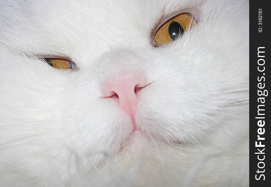 A pretty Persian cat smiling face. A pretty Persian cat smiling face