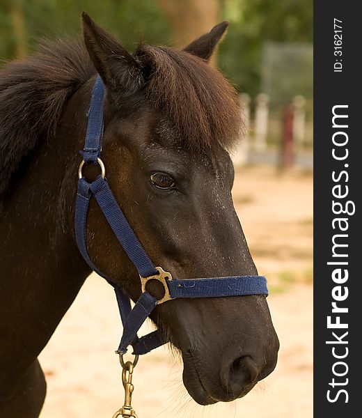 A portrait of a handsome young well-groomed male chestnut colored horse, It is tethered in a paddock awaiting riders in a riding school in a public park. There is a fly on its blue halter. A portrait of a handsome young well-groomed male chestnut colored horse, It is tethered in a paddock awaiting riders in a riding school in a public park. There is a fly on its blue halter.