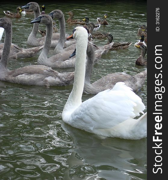 Swans family with gray children